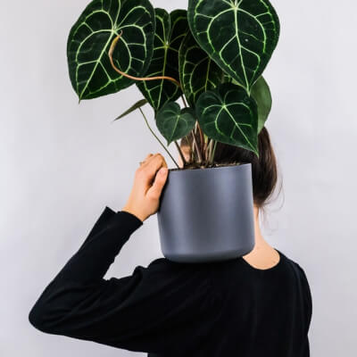 QUIÉNES SOMOS Plants Store Gallery Img 1